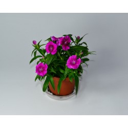 Clavel Chino-Dianthus...