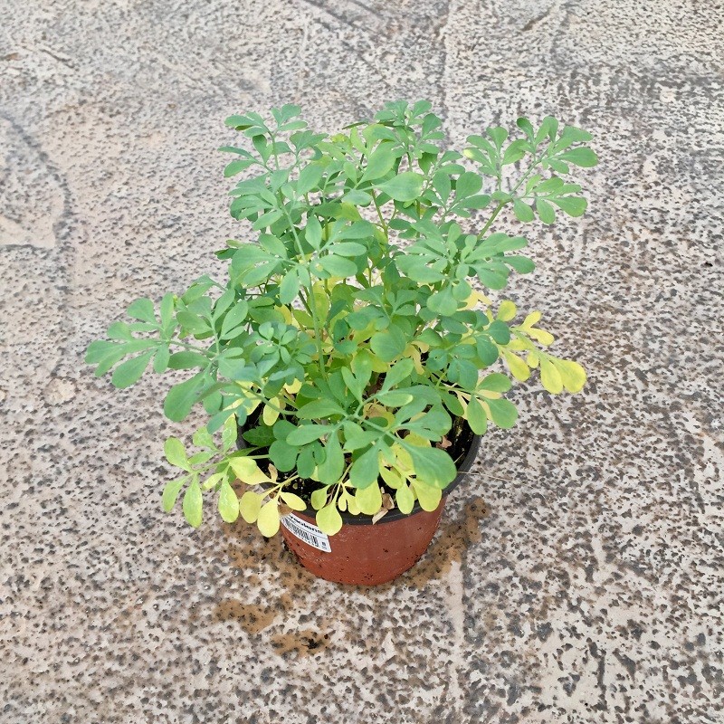 Ruda-Ruta graveolens C-13
