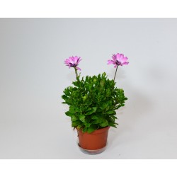 Dimorfoteca-Osteospermum C-13