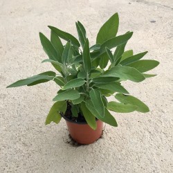 Salvia officinalis C-11