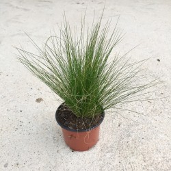 Stipa tenuissima C-11