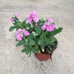 Alhelí- Matthiola incana C-14