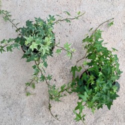 Hiedra mini-Hedera minor C-13