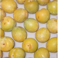 Ciruelo "Songold" Raiz...