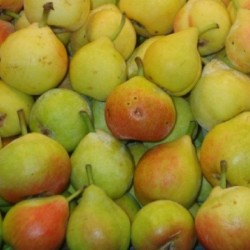 Peral "Castell (de San...