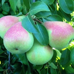 Peral "Ercolini" Raíz...