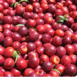 Nectarina "Fantasía" Raíz...