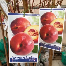 Nectarina blanca "Snow...