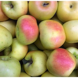 Manzano VERDE DONCELLA