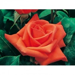 Rosal Perfumado NARANJA...