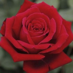 Rosal ROJO