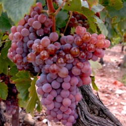 copy of Parra uva mesa"RUBY...