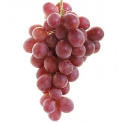 Parra uva mesa "Red Globe"...