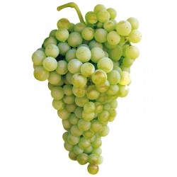 copy of Parra uva de mesa...