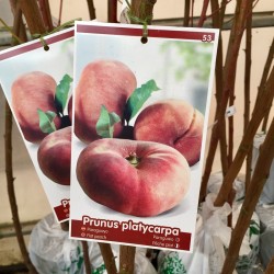 Paraguayo "Delfin" Raíz...