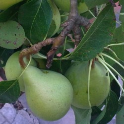 Peral Blanquilla Raíz...