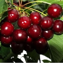 Cerezo Variedad 4-70