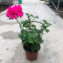 Geranio de hiedra (colgante)