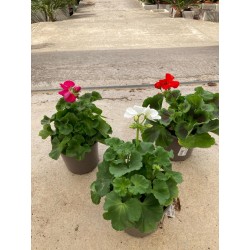 Geranio zonal C-13
