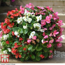 Begonia semperflorens M-11