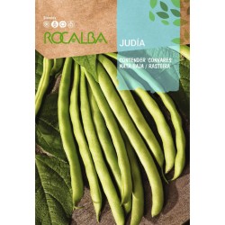 Semilla Judía contender...