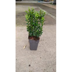 Boj-Buxus sempervirens C-12