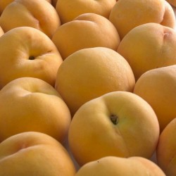 Melocotón de Calanda