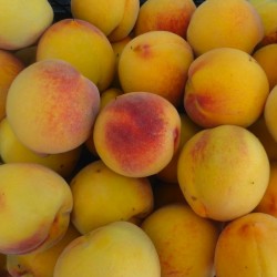 Melocotonero "BABY GOLD-6"