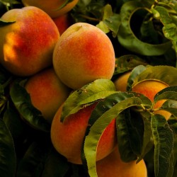 Melocotonero "CATHERINE"