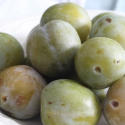 Ciruelo "CLAUDIA VERDE"