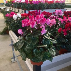 Cyclamen mini C-11