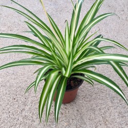 Cintas-Chlorophytum C-13
