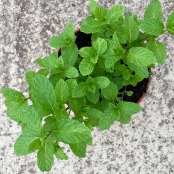Hierbabuena-Mentha spicata...