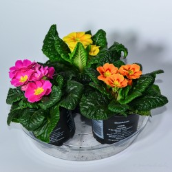 Primavera - Primula acaulis...