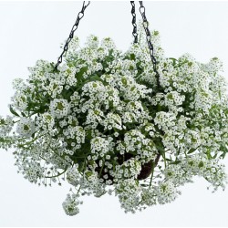 Aliso marítimo-Alyssum...